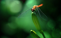 西昌森林火災(zāi)多處復(fù)燃 局地?zé)匠菂^(qū)