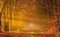 紅旗挑戰(zhàn)年銷20萬輛？看了它今年的5款新車，網(wǎng)友：有戲