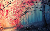 西昌森林火災(zāi)多處復(fù)燃 局地?zé)匠菂^(qū)