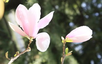 2600枚東風(fēng)快遞 不夠中國一次用？美：80枚都不敢簽收