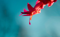 鏡、劍、璽：日本皇室三大神器現(xiàn)在何處？