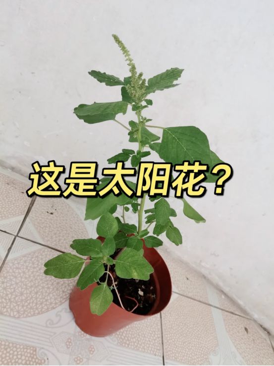 《隱形人》：未知的恐懼最容易擊破人的心理防線！