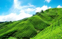 中級(jí)會(huì)計(jì)師報(bào)考百事通
