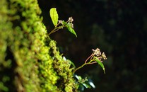 不限器材也能拍優(yōu)質(zhì)視頻