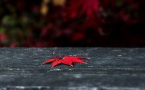 臺(tái)媒曝林志玲在日本接受人工受孕 為當(dāng)媽做準(zhǔn)備