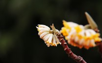 職業(yè)年金是什么 入市之后會(huì)怎樣？