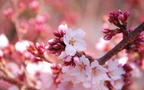 世界黃金協(xié)會(huì)：這五大風(fēng)險(xiǎn)趨勢(shì)將影響黃金表現(xiàn)！