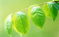 控衛(wèi)之神！保羅詮釋腳踝終結(jié)者 生涯最強晃人集錦