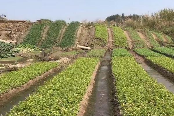 回顧：平行志愿這樣填不浪費分