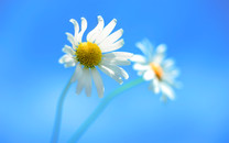 名記：聯(lián)盟一些人士擔(dān)心比賽至少得等到7月才能重啟