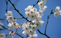 吉利星越/全新雷凌/起亞K3領銜 5月上市新車搶先看