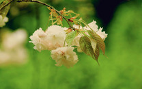 華為董事會首席秘書：任正非只有否決權(quán)，而非決定權(quán)