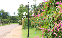 大學校園鮮花盛開 爭奇斗艷