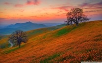 4月上半月生殖中心醫(yī)生門診一覽