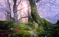 西昌森林大火前20多天無(wú)雨 瀘山仍有復(fù)燃風(fēng)險(xiǎn)