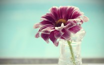 五一，丁香花開成了海