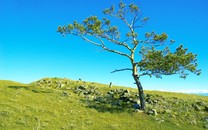 朝陽又供2宗限競(jìng)房宅地 大興1宗不限價(jià)宅地